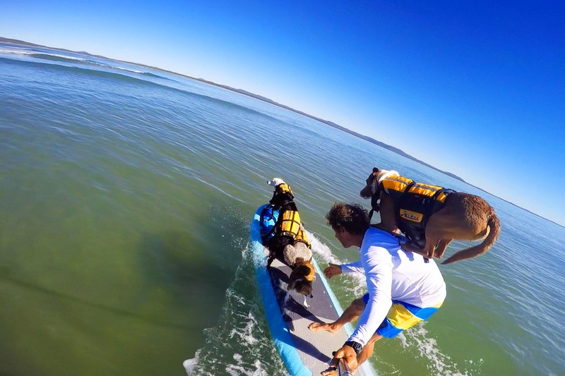 Vidéo : Chris de Aboitiz et 5 chiens en surf