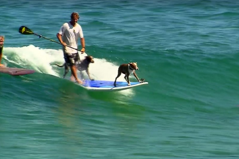 Vidéo : Chris de Aboitiz et ses 2 chiens