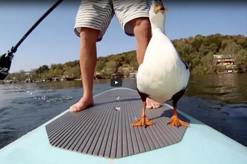Vidéo : Du SUP avec un... canard