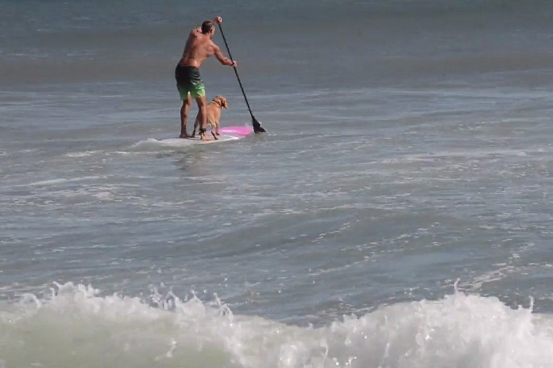 Vidéo : Un chien SUP surfer en Australie