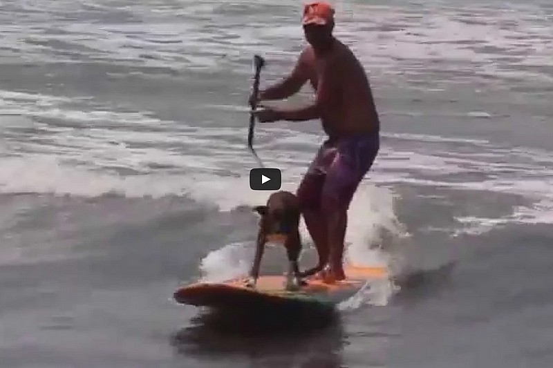 Surf Dog Santos