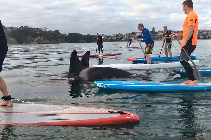 Une étonnante rencontre avec des orques